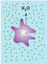 <p>solution that is more concentrated than the cell; water will move out of the cell</p>