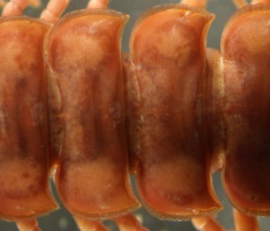 <p>segment of class DIplopoda with two paris of appendages per segment </p>