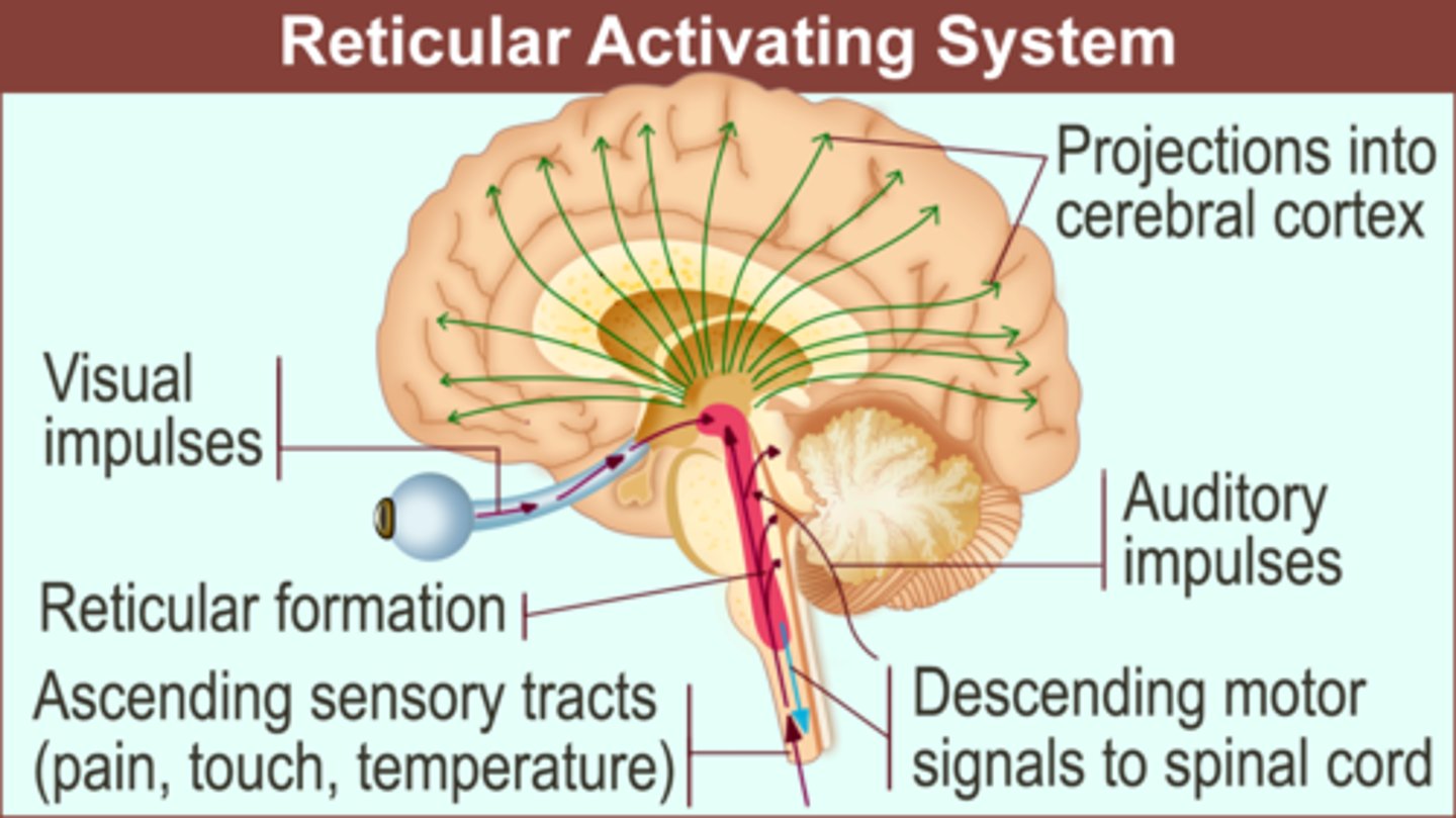 <p>Reticular activating system</p><p>On the brainstem</p><p>Function: nerve for arousal alertness and attention</p>