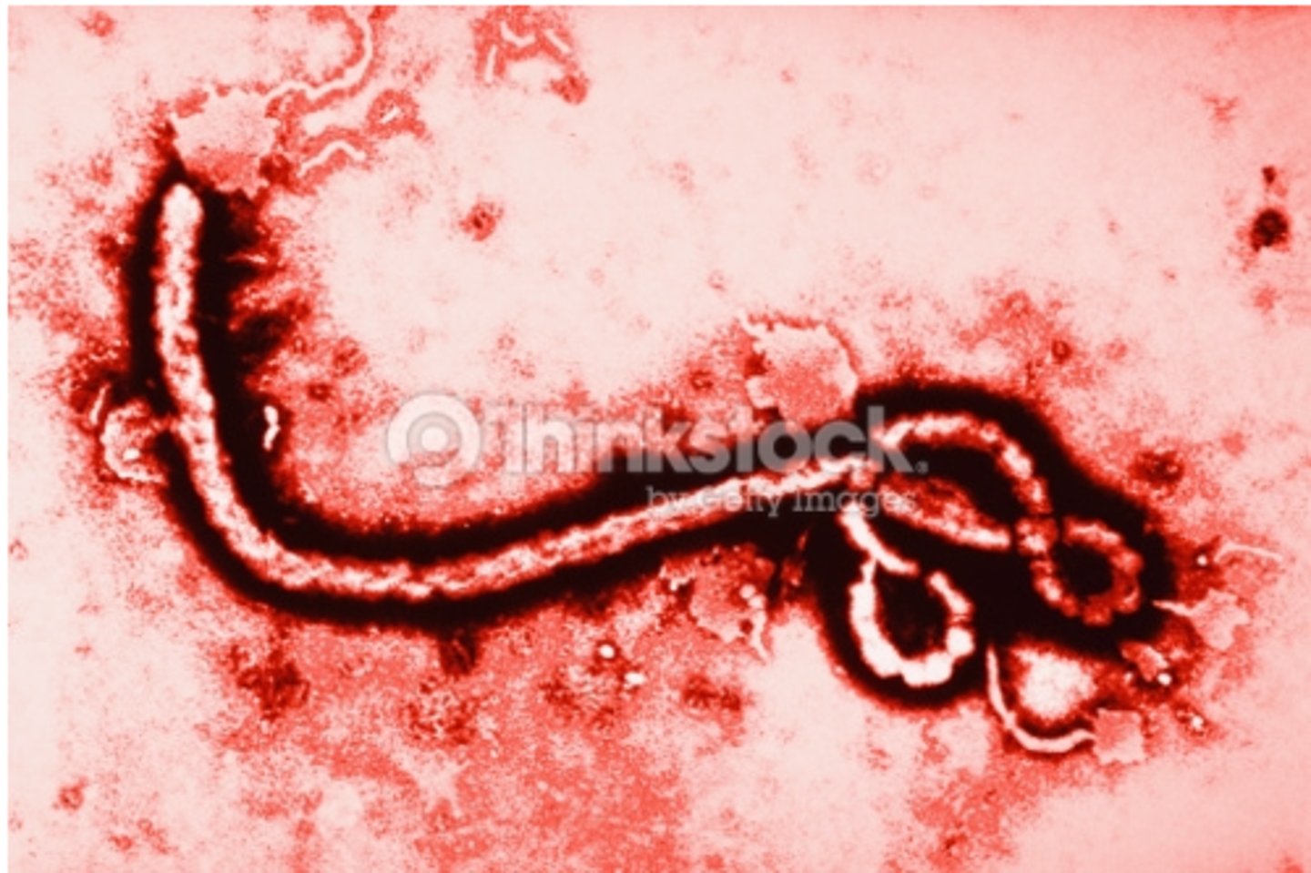 <p>A parasite that causes disease in its host</p>