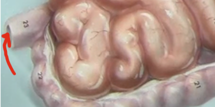 <p>place where feces leaves body</p>