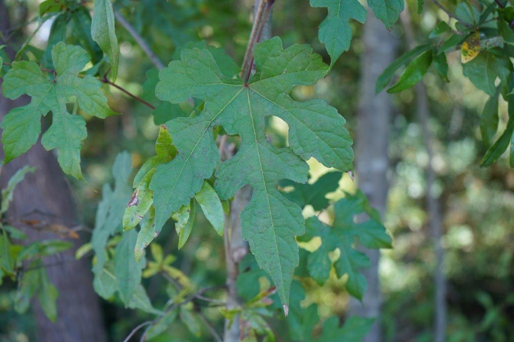 <p><em>Ampelopsis glandulosa</em></p>