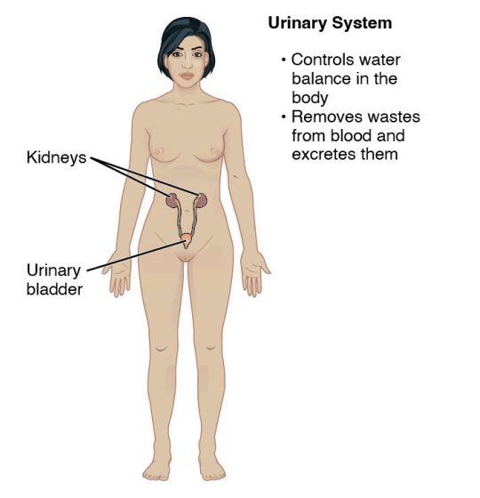<p>-contains:</p><ol><li><p>kidneys</p></li><li><p>urinary bladder</p></li></ol><p>-function:</p><ol><li><p>controls water balance in the body</p></li><li><p>removes wastes from blood and excretes them</p><ol><li><p>regulates pH and contents and quality of fluids in our body</p></li></ol></li></ol><p></p>