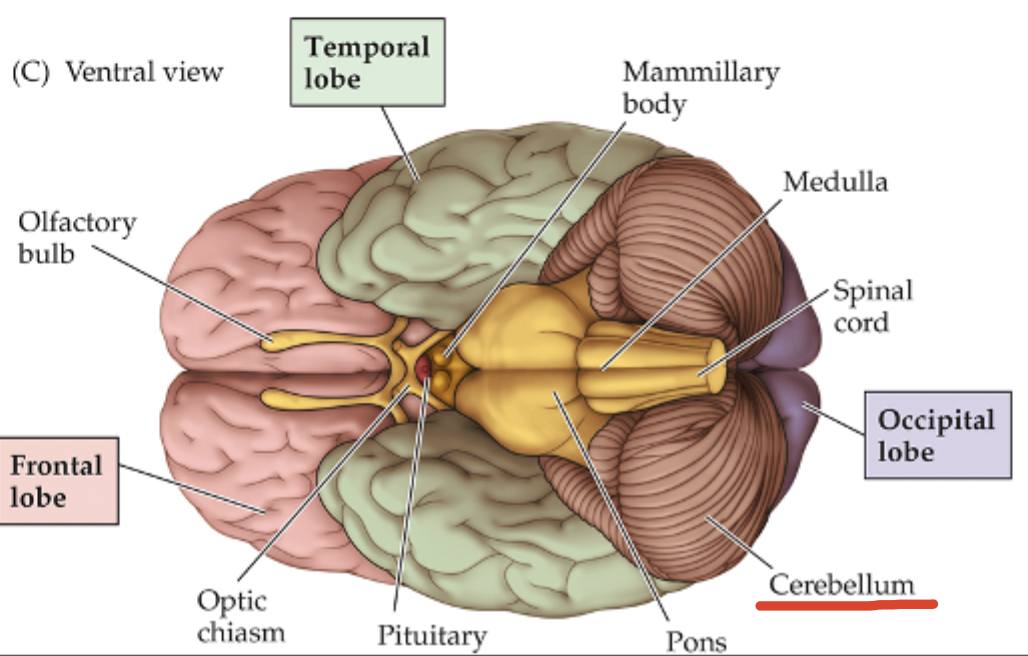 <p>Coordinates voluntary movement and balance; </p><p>Contains more neurons than the cortex</p>