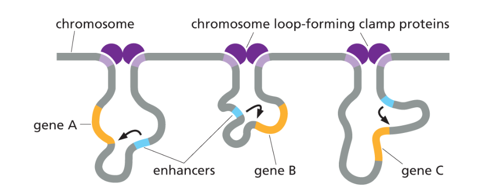 <p>Chromosome loop forming clamp proteins arrange a series of loops (topological associated domains)  that hold individual genes and their regulatory regions in rough proximity. This localization restricts the the action of enhancers, preventing them from straying towards the wrong genes. </p><p></p>