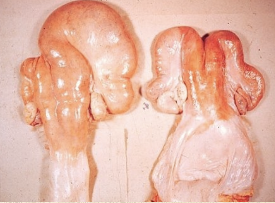 <p>1. retract uterus into pelvic cavity</p><p>2. explore both horns for general changes of pregnancy</p><p>-asymmetry of uterine horns</p><p>-fluctuation of fluid in horn</p>