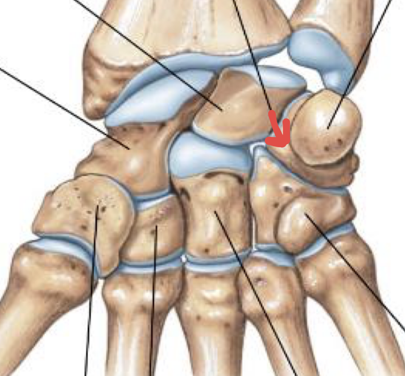 <p>what is this part of the hand?</p>