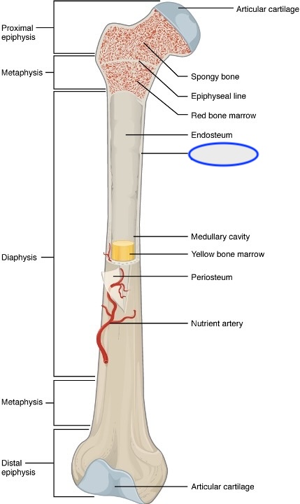<p><span><span>buitenste botlaag = zorgt dus voor de meeste stevigheid van het bot</span></span></p>