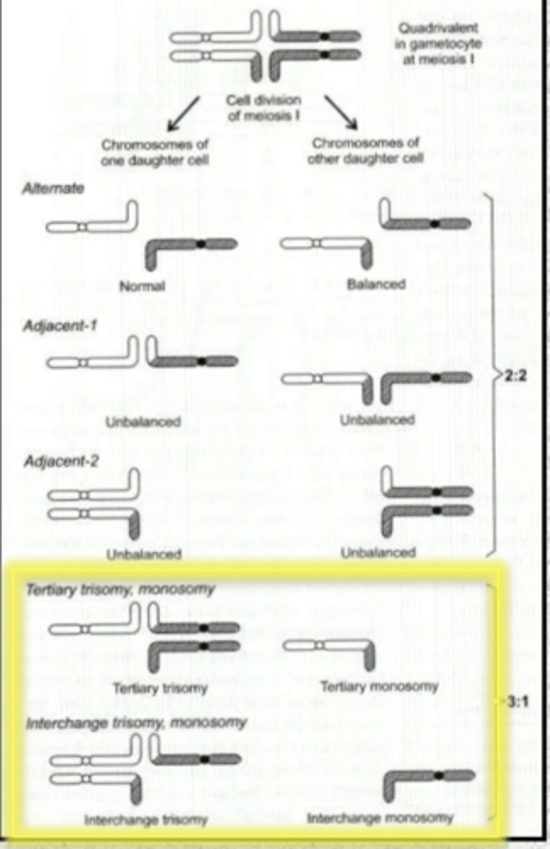 <p>trisomy or monosomy dependent on combined content of the der chromosomes <br>causes tertiary trisomy, tertiary monosomy</p>