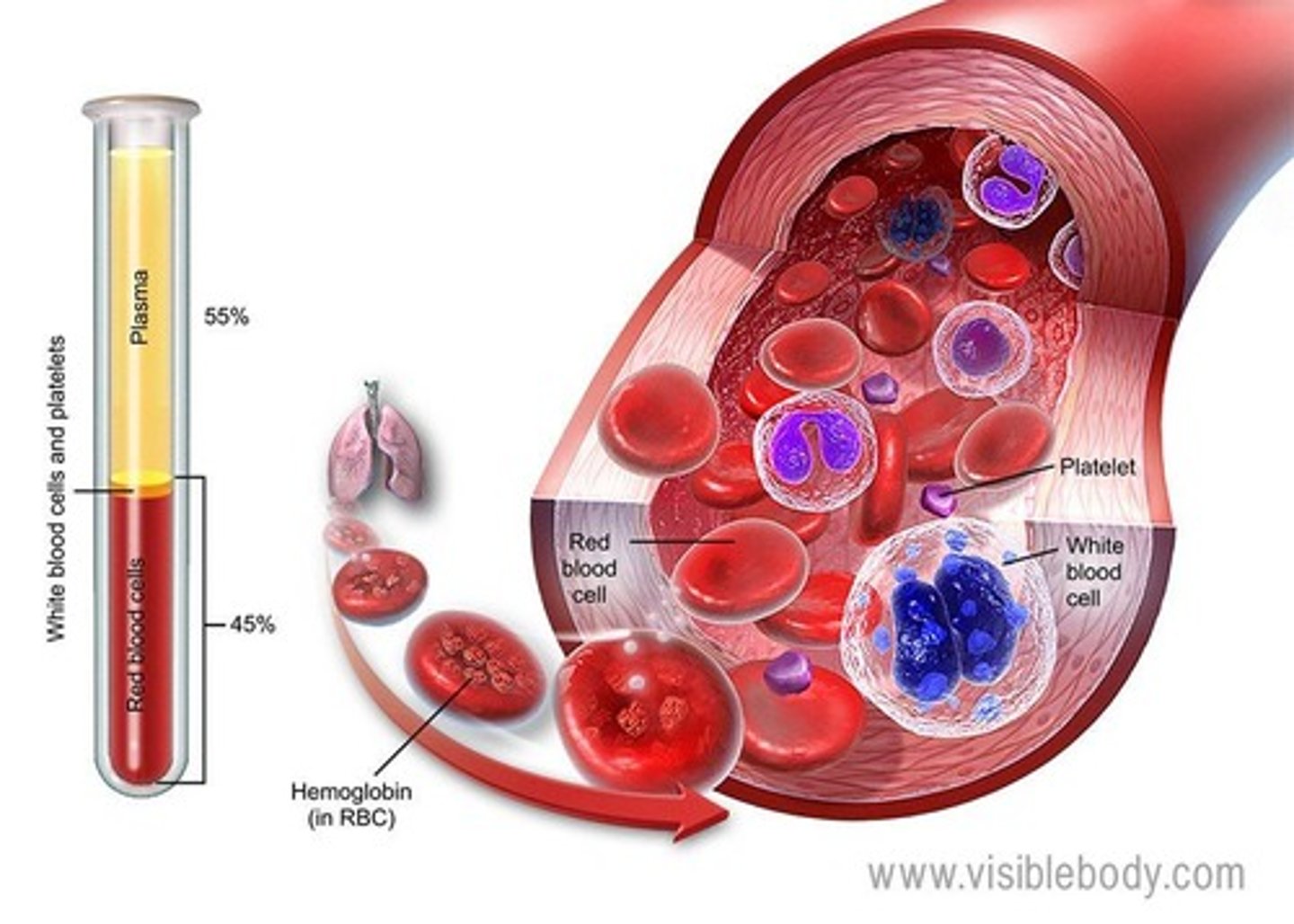 <p>Specialized connective tissue with plasma, cells, and platelets.</p>