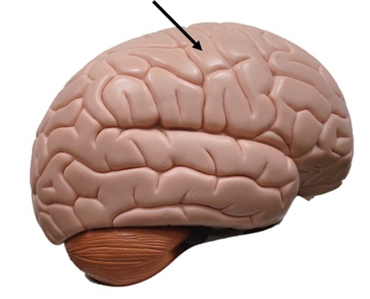 <p>Receives sensory input (touch, pain, temperature, proprioception)</p>