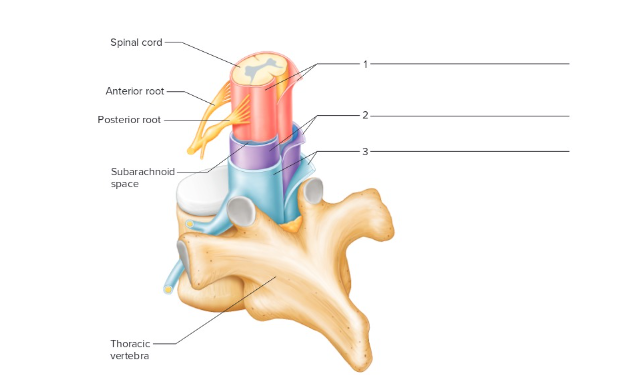 <p>Label the following: Meninges</p>
