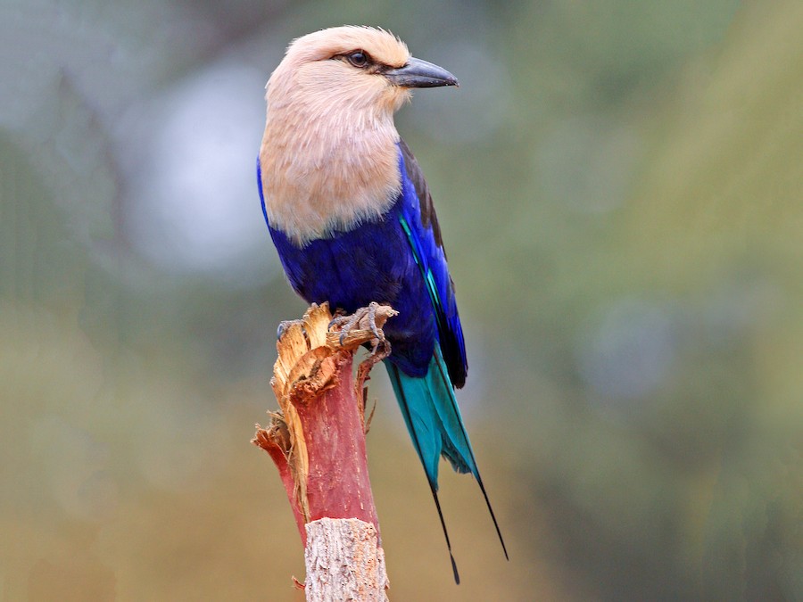 <p>Status: LC</p><p>Family: Coraciidae</p>
