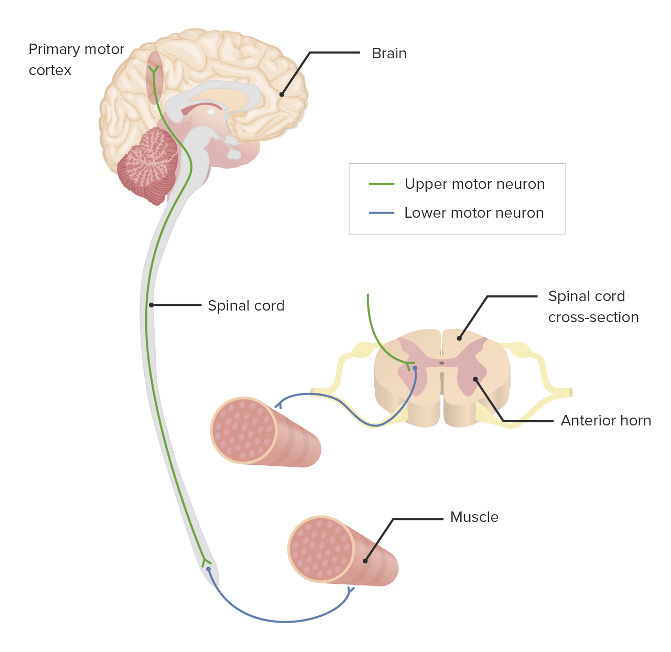 <p><strong>Upper motor neurons</strong></p><ul><li><p>Connect the cerebral cortex (where the cell bodies are located) to lower motor neurons directly or through interneurons</p><ul><li><p>30% in the primary motor cortex</p></li><li><p>30% in the premotor area</p></li><li><p>40% in the primary somatosensory cortex</p></li></ul></li></ul><p><strong>Lower motor neurons</strong></p><ul><li><p>Have cell bodies in the ventral horn of the spinal cord or in the cranial nerve nuclei of the brainstem and connect upper motor neurons to skeletal muscles via axons that leave the CNS</p></li></ul><p></p>