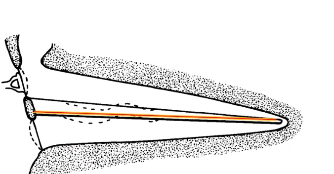 <p>Through a place code:</p><p class="p2">• Base of cochlea: narrow, stiff → responds to high frequencies (20 kHz).</p><p class="p2">• Apex: wide, flexible → responds to low frequencies (20 Hz).</p><p class="p2">The brain determines pitch by which neurons fire.</p>