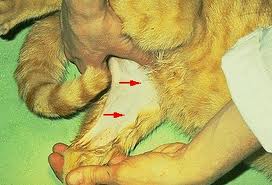 <p>Sites for Venipuncture: Cats</p>