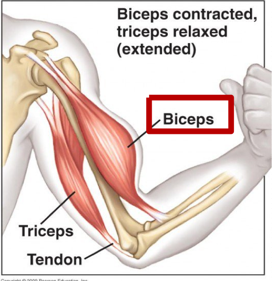 <p>Muscles causing a certain joint motion through a specified plane of motion - know as prime movers </p><p>Dependent on the type of contraction and circumstances of the activity </p>
