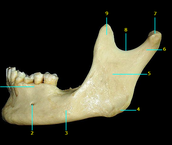 <p>Name the bone</p>