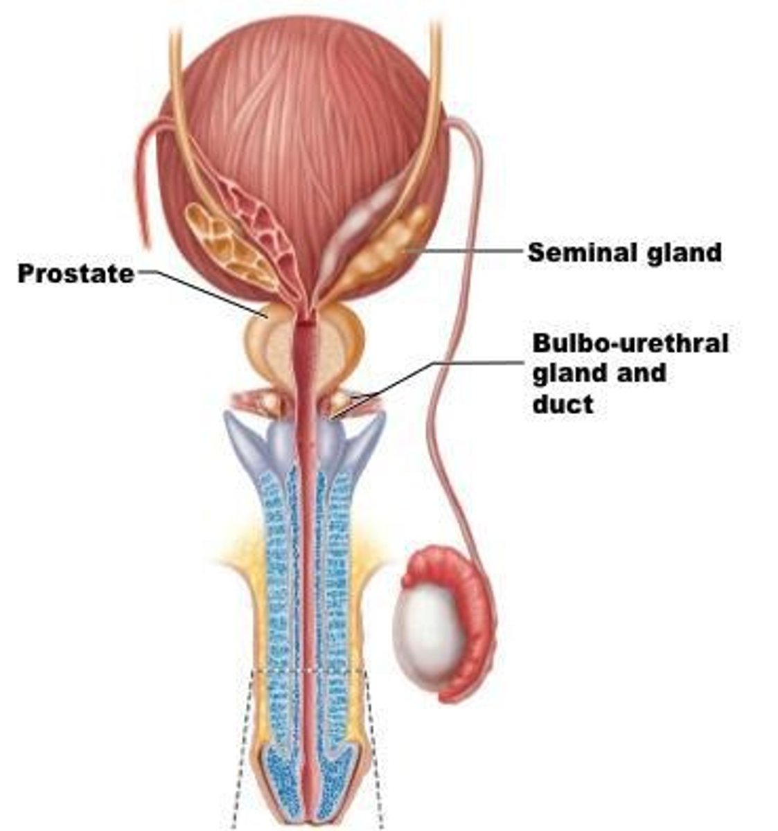 <p>Seminal vesicles, prostate, bulbourethral glands.</p>