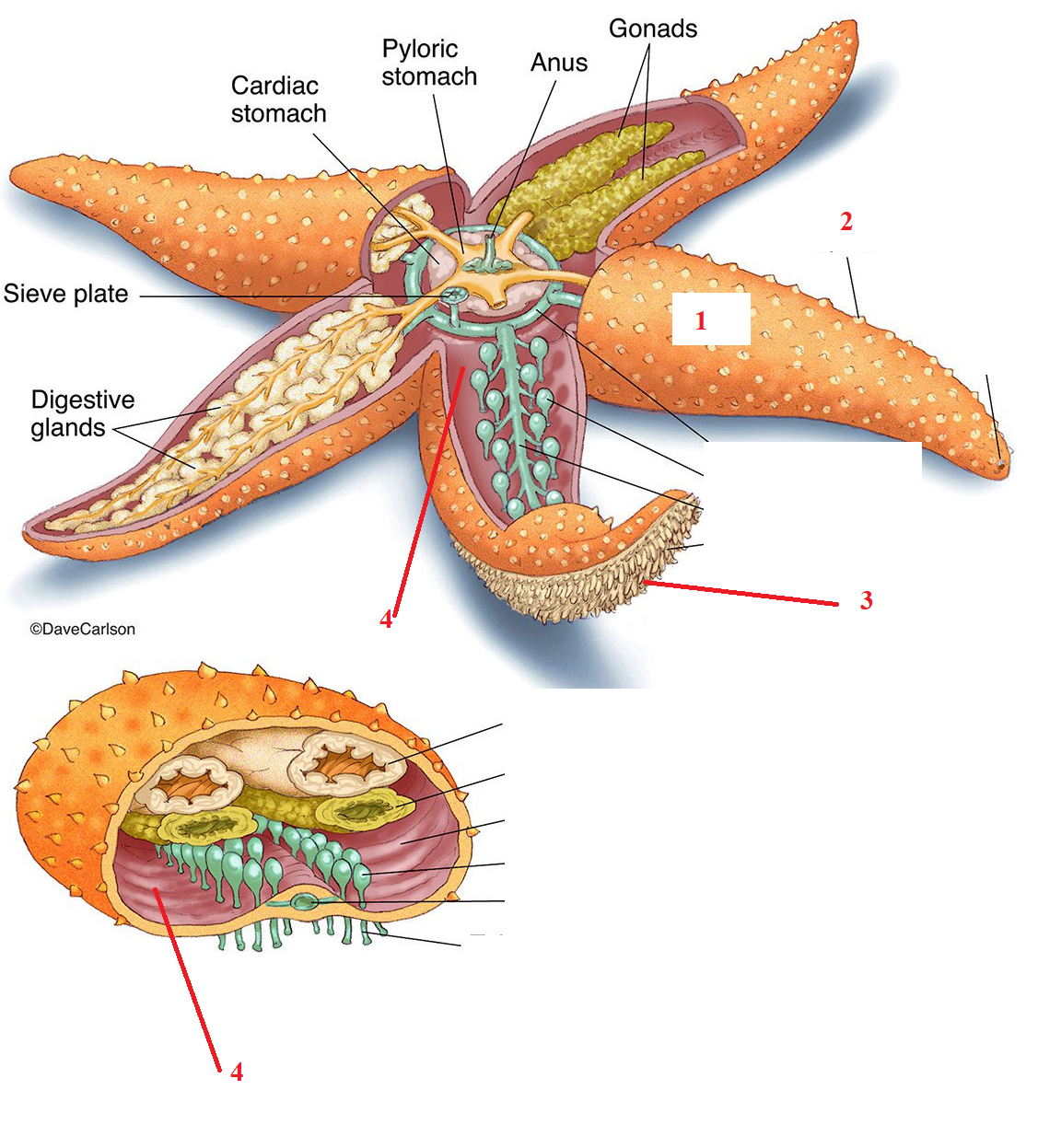 <p>Phylum?<br>subphylum?<br>Symmetry? Tissue type?<br>Cavity?<br><br>1/2/3/4?</p>