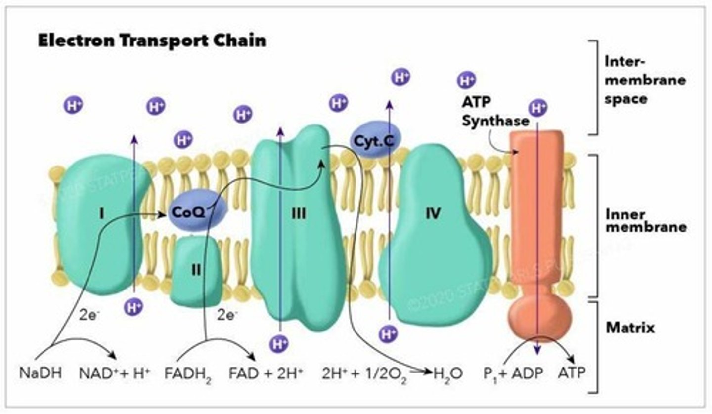 <p>A series of protein complexes in the inner mitochondrial membrane that uses high-energy electrons from NADH and FADH2 to pump protons H+ from the mitochondrial matrix to the intermembrane space, creating a proton gradient.</p>