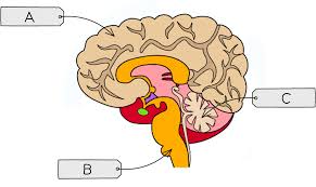 <p>Describe the structure and function of the brain</p>