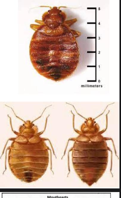 <p>what is this ? </p><p>phylum and class ?</p><p>disease transmitted by this vector ?</p><p>two special characters ?</p><p>difference between male and female ? </p>