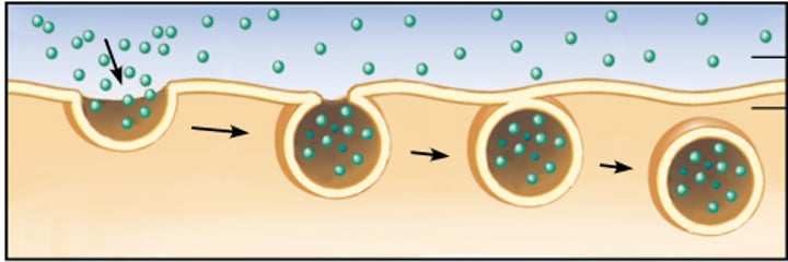 <p>•type of active transport<br>•brings material into the cell when a pocket is the membrane breaks off forming a vesicle</p>