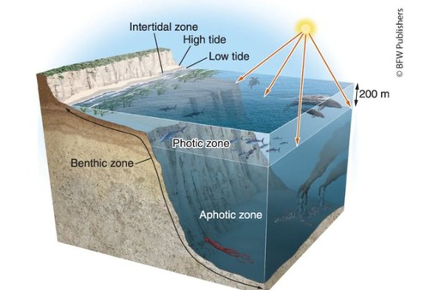 <p>Intertidal zones, coral reefs, open ocean, marshes, swamps, and estuaries.</p>