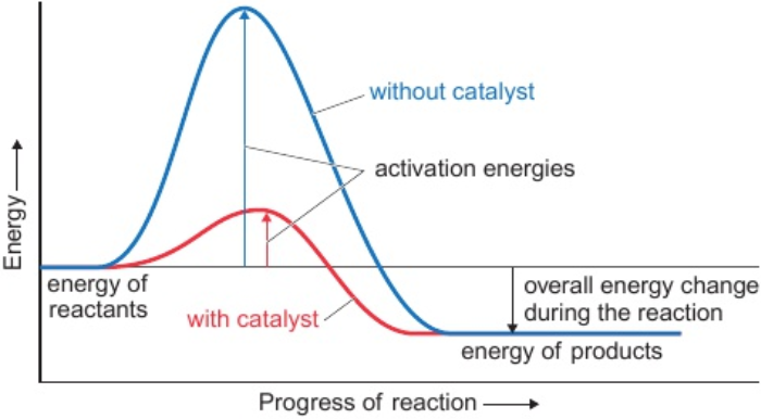 <p>increases rate of reaction</p><p>provides alternative reaction route - requires less activation energy</p>
