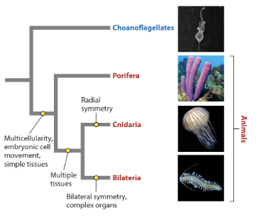 <p>multicellularity in a(n) _ trait because it is a trait of porifera, bilaterians, and cnidarians and their common ancestor.</p><p>analogous</p><p>homologous</p>