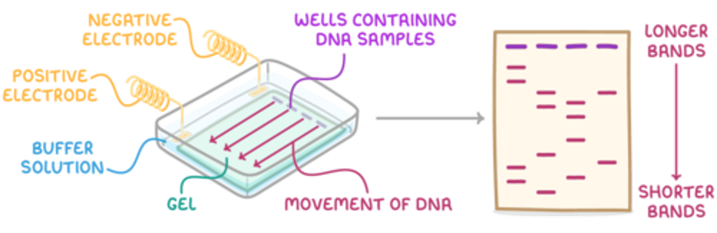 <p>- A correctly drawn diagram should include the electrophoresis tank containing the buffer solution.</p><p>- The agarose gel should be shown submerged in the buffer.</p><p>- Wells for sample loading should be indicated at the end of the gel near the negative electrode (cathode).</p><p>- The positive electrode (anode) should be at the opposite end of the gel.</p><p>- A power supply must be shown connected to both the cathode and anode.</p>
