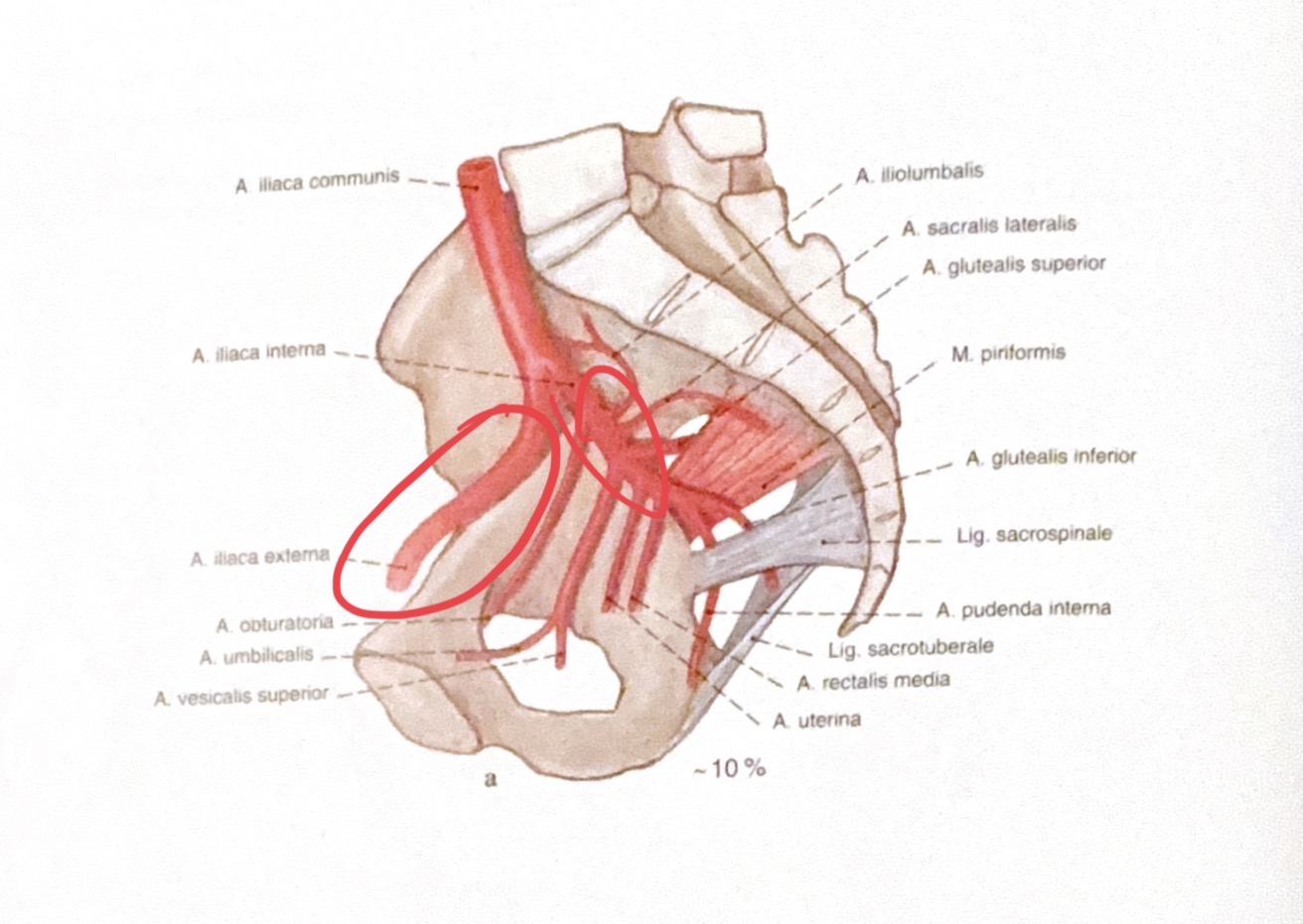 <p>a.iliaca interna / externa</p>