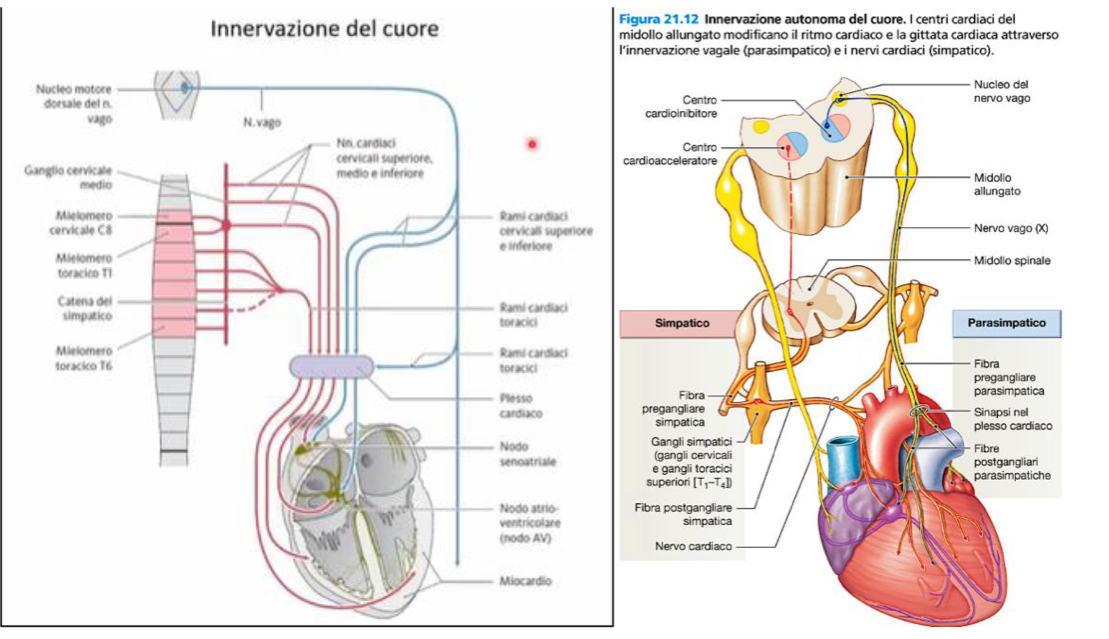 <p>Il cuore possiede un pacemaker intrinseco dato dal nodo senoatriale con una frequenza a circa 60 bpm.</p><p>Il cuore però è innervato da fibre efferenti viscerali del simpatico e parasimpatico che modulano la frequenza e forza di contrazione:</p><ul><li><p>Il Simpatico usa come neurotrasmettitore la Noradrenalina che aumenta forza di contrazione, frequenza cardiaca</p><ul><li><p>Queste fibre originano nella sostanza grigia del midollo spinale, nei neuromeri T1 a T6</p></li><li><p>Qui fibre pre-gangliari escono con i nervi spinali, raggiungono i gangli paravertebrali del tronco simpatico e fanno sinapsi con fibre post-gangliari ivi presenti.</p></li><li><p>Queste fibre post-gangliari formano i Nervi Cardiaci Cervicali e Toracici che raggiungono il Plesso Cardiaco</p></li></ul></li><li><p>Il Parasimpatico usa come neurotrasmettitore l’Acetilcolina, che riduce la forza di contrazione e la frequenza cardiaca</p><ul><li><p>Queste fibre originano dal Tronco Encefalico, dove abbiamo una struttura chiamata Nucleo Dorsale del Nervo Vago</p></li><li><p>Infatti queste fibre pre-gangliari decorrono il Nervo Vago, che scende nel collo e nel torace ed emette Rami Cardiaci Cervicali e Toracici, che portano le fibre al Plesso Cardiaco</p></li><li><p>Qui, nella parete del cuore, abbiamo i gangli parasimpatici dove avviene la sinapsi e partono le fibre post-gangliari dirette al miocardio.</p></li></ul></li></ul><p></p>