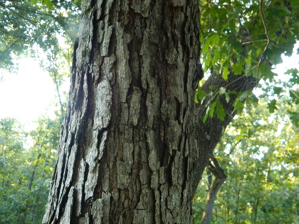 <p>white oak, Quercus alba (Fagaceae)</p>