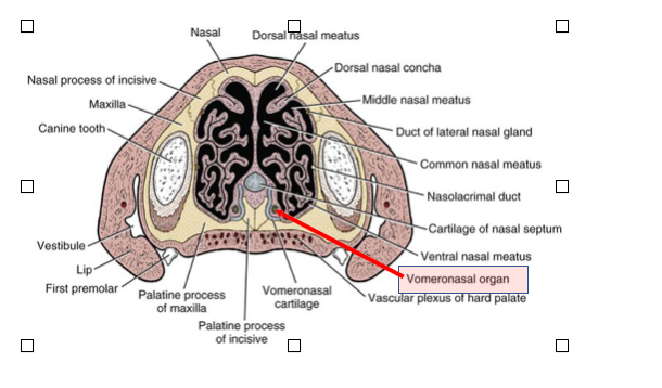 <ul><li><p><strong><span>Location: </span></strong><span>IN the ventral nasal meatus on either side of the nasal septum.</span></p></li><li><p><span>Tubular structure lined with specialised olfactory mucosa</span></p><ul><li><p>Contains serous and mucous glands</p></li></ul></li><li><p><strong><span>Function: </span></strong><span>Detects pheromones</span></p></li></ul><p></p>