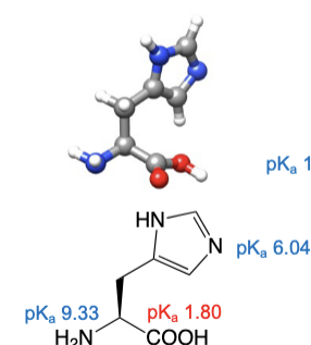 <ul><li><p>abbreviations: His, H</p></li><li><p>indol ring appended to the beta carbon</p></li><li><p>indol component of the molecule can act as a base</p></li></ul><p></p>