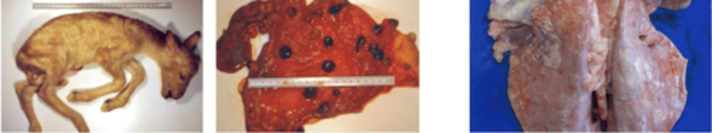 <p>- autolisis feto</p><p>- placenta necrótica</p><p>- bronconeumonia clamidial en pulmon</p>