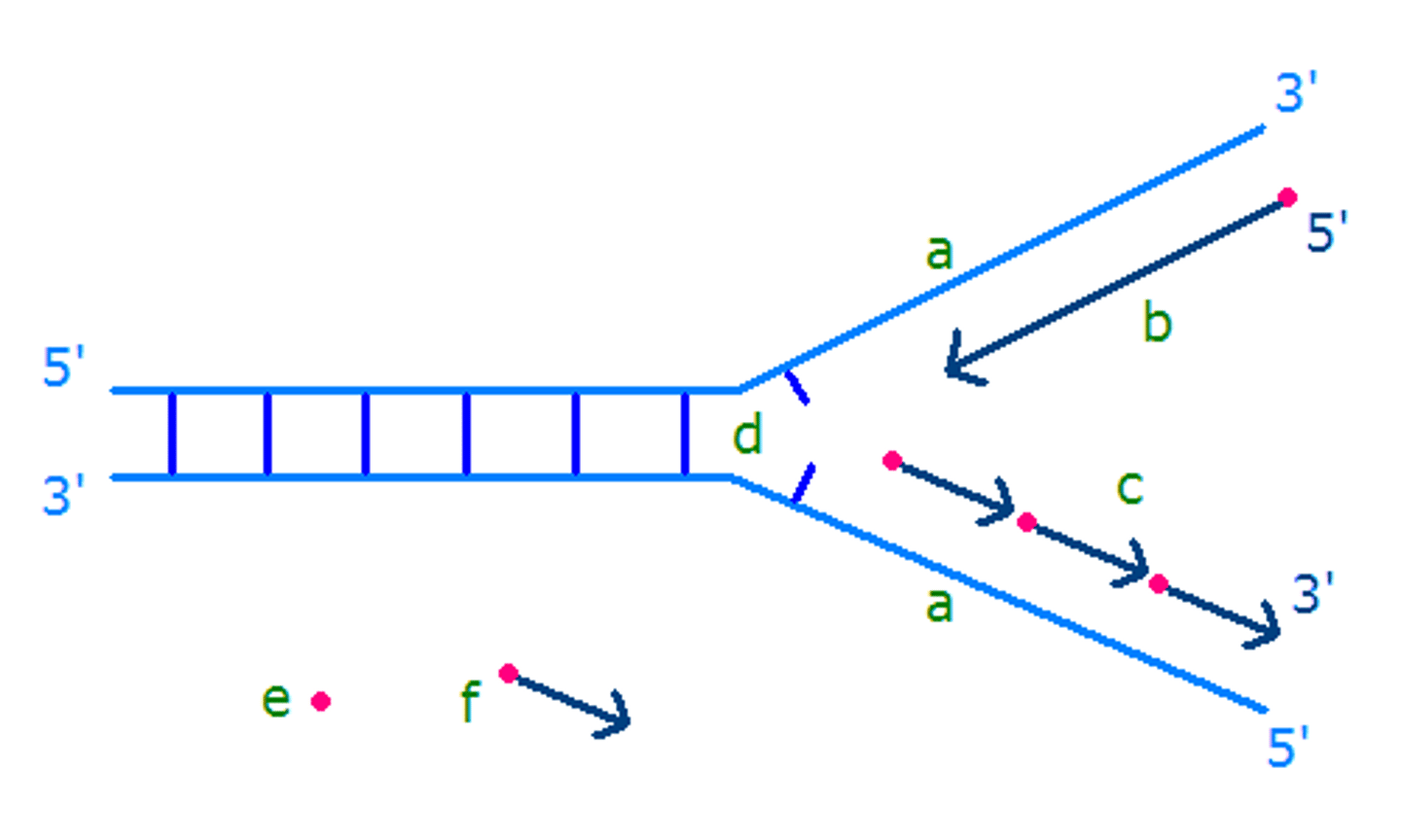 <p>A discontinuously synthesized DNA strand that elongates by means of Okazaki fragments, each synthesized in a 5' to 3' direction away from the replication fork.</p>