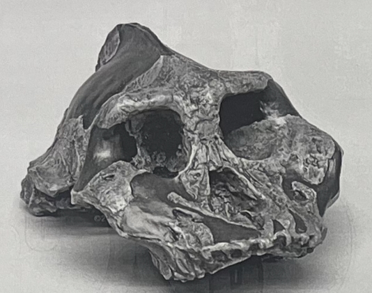 <p>What is the genus and species of this skull?</p><p>a. In what area is this hominid found?</p><p>b. What time period?</p>
