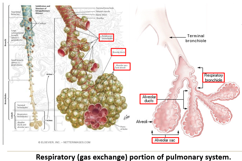 <p>What are the <strong>components </strong>of the <strong>respiratory portion</strong> of the <strong>respiratory system?</strong></p>