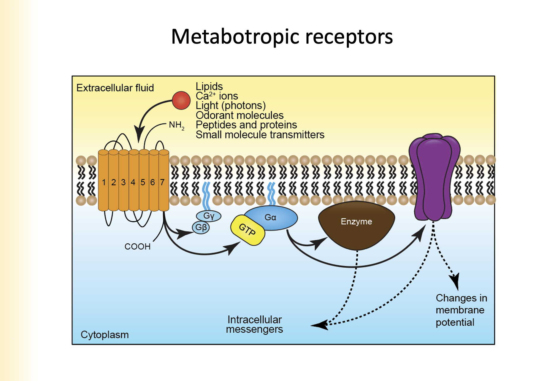 * Lipids
* Ca2+ ions
* Light (photons)
* Odorant molecules
* Peptides and proteins
* small molecule transmitters