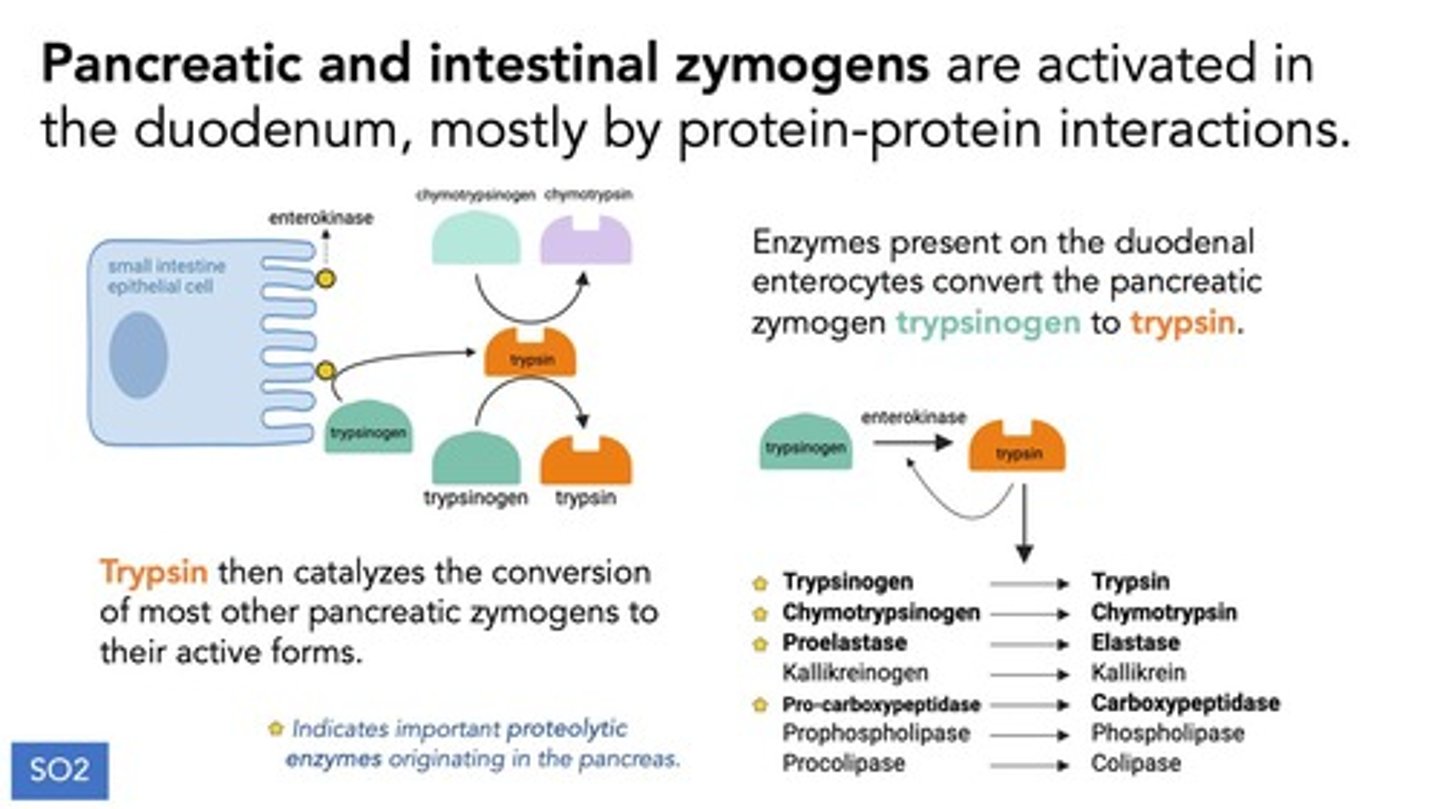 <p>A zymogen is an inactive precursor of an enzyme that requires a biochemical change to become an active enzyme.</p>