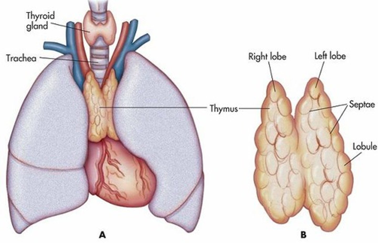 <p>Located above the heart, it reaches its greatest size at puberty and decreases in size with age, playing a role in T cell maturation.</p>