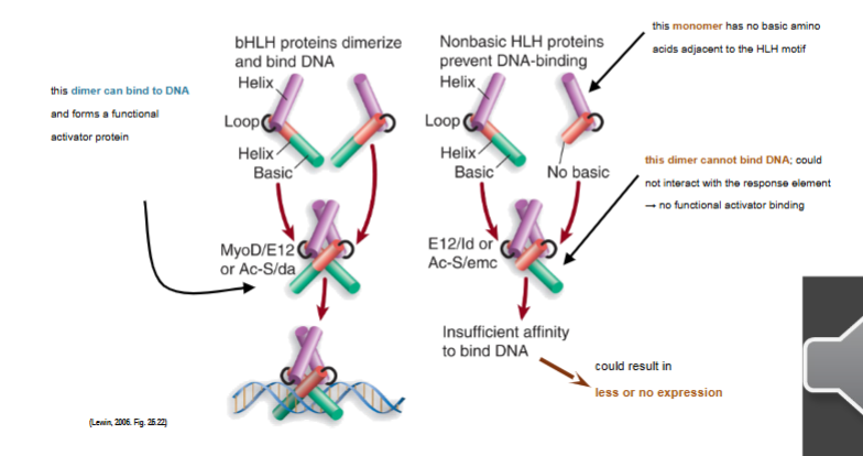 <p>TFs interact with each other or ligands, those interactions promote or prevent binding of GTFs</p><p></p>