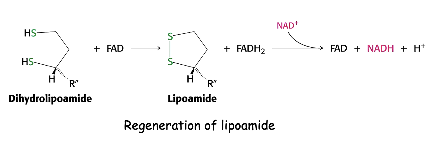 <p>regeneration of oxidised lipoamide via FAD and NAD<sup>+</sup></p><p>producing NADH - electron carrier </p><p>(reduction of FAD) </p><ul><li><p><span><span>Electrons move from FADH2 to NAD to make NADH and FAD</span></span></p></li></ul><p></p>