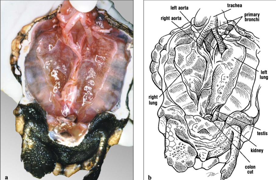 <p>The lungs can be clearly seen, and the trachea is the tube-like structure at the anterior end.</p>