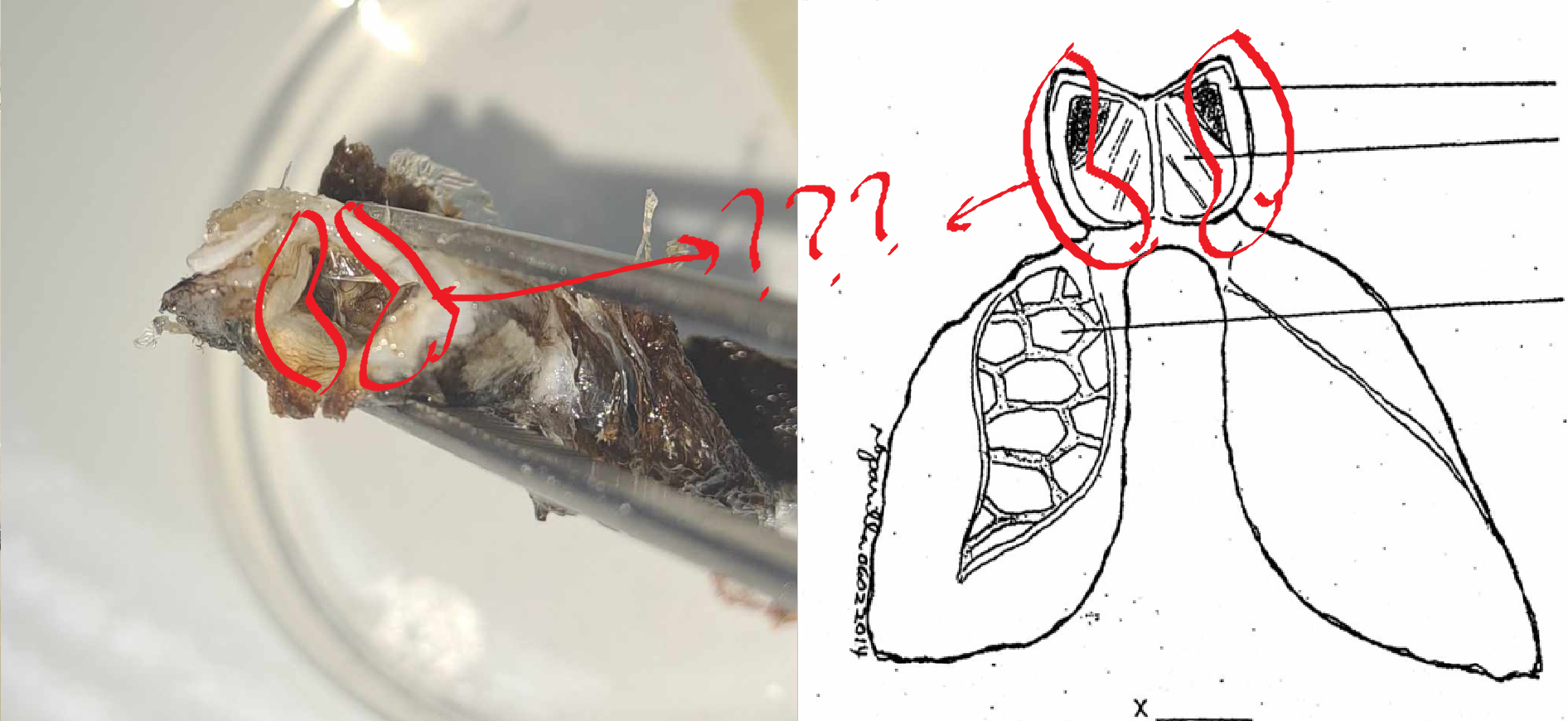 <p>a pair of delicate white bands, each located at the side of the glottis; produces sound via vibration</p>