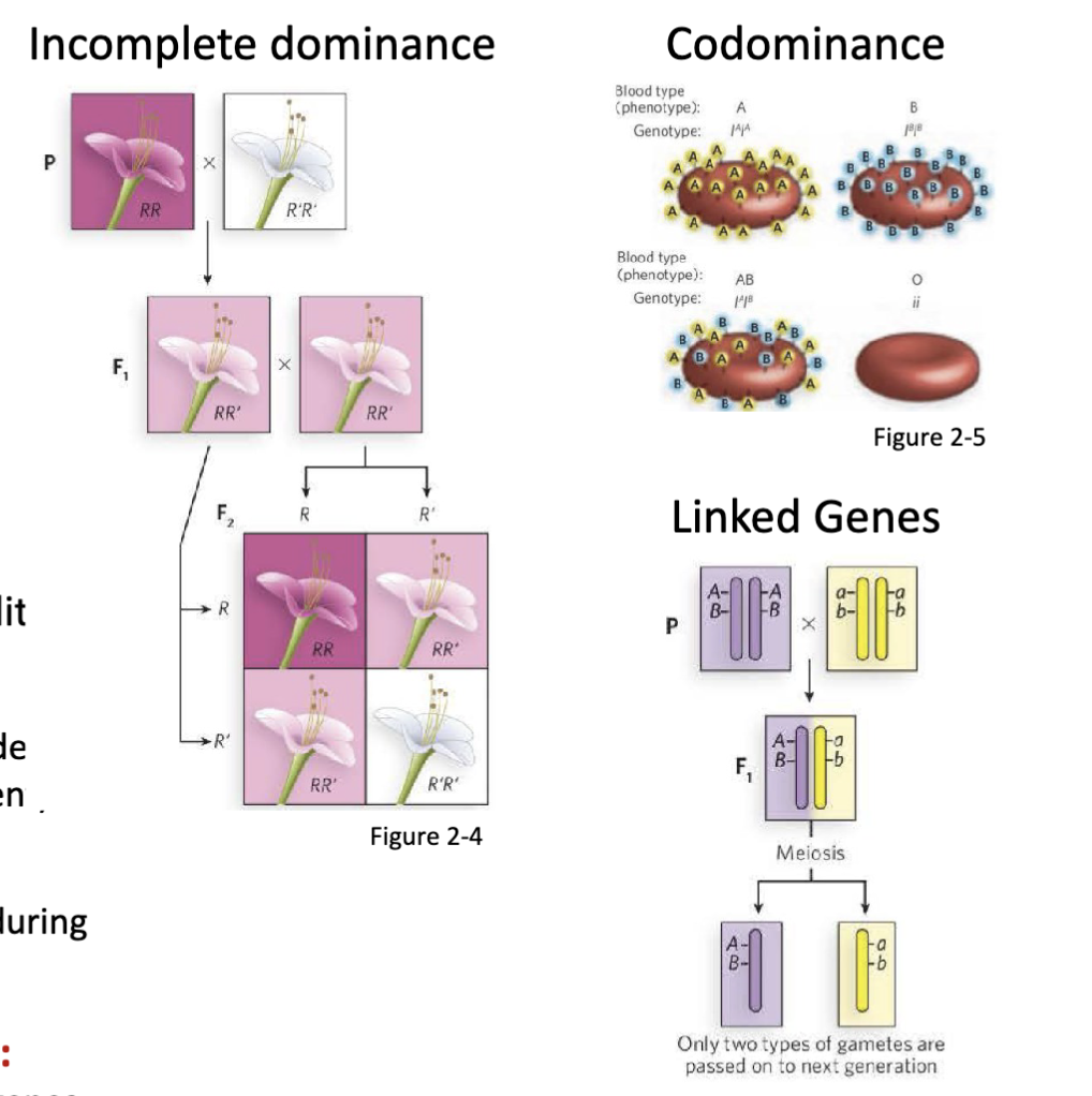 <p><span>Incomplete dominance, codominance, linked genes</span></p>