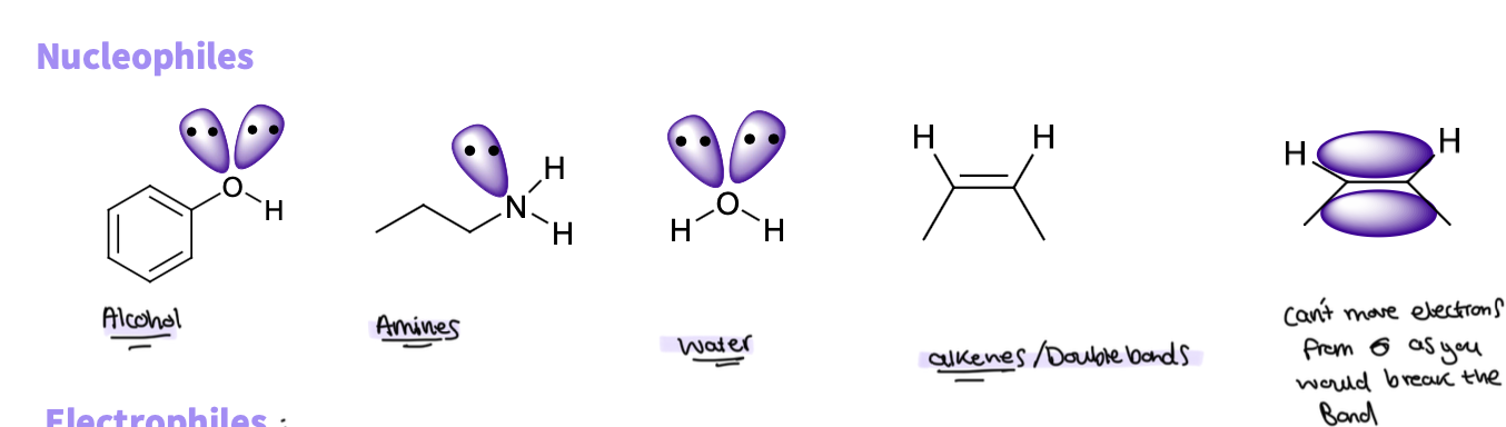 <ul><li><p>alcohol</p></li><li><p>amines </p></li><li><p>water</p></li><li><p>alkenes </p></li></ul><p></p>